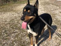 Auch Balto, unerwünscht kein Zuhause, keine Familie…