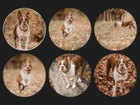 Boston Terrier Deckrüde