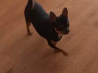 Seine Hoheit - Markis !