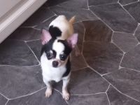 Charli - kleine Tornado