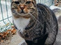 Uda, FIV positiv