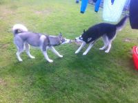 Siberian Husky Welpen