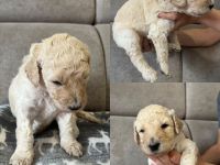 Labradoodle multigenerational F4 welpen