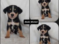 Goldencollie Aussiedor/ Goldencollie Aussller Welpen/ Familienhunde