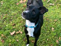 Deckrüden aus Berlin und Umgebung gesucht