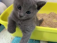 Russisch Blau Kätzchen