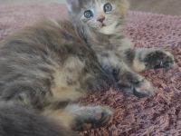 Maine Coon Püppi mit Stammbaum