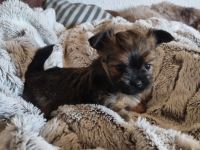 Biewer Yorkshire - Chihuahua Mixe