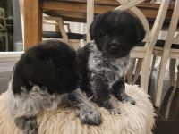 Unsere Welpen Suchen Ein neues Zuhause