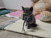 Russisch blau  Katze