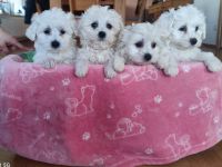 Malteser Welpen