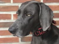 Weimaraner-Welpen aus qualifizierter Liebhaberzucht, Championsverpaarung