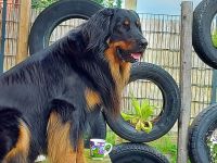 Hovawarte von der Metelener Heide