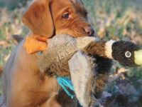 Traumhafte Labrador Retriever Welpen in FOXRED ab sofort abzugeben