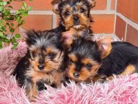 Yorkshire-Terrier Welpen, reinrassig, mit Ahnentafel abgabebereit.