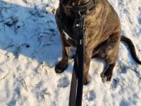 Ice sucht dringend ein neues Zuhause ❤️