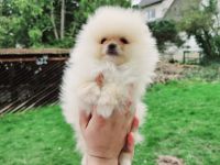 Zwergspitz/Pomeranian