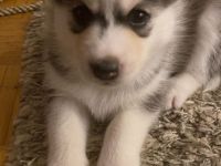 Husky Welpen