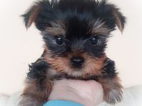 Mini Yorkshire Terrier
