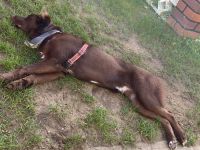 Fritz sucht neues nettes Zuhause