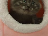 Katzen baby männlich