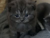 BKH Kitten zu verkaufen