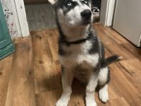 Siberian Husky Welpen