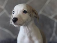 Whippet-Welpen suchen liebevolle Plätze