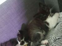 Ab Mai junge EKH-MIX Kätzchen abzugeben!