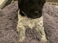 Liebevolle Welpen Suchen Ein Zuhause