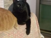 Emilio, Pirat