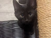 Europäisch Kurzhaar Kätzchen