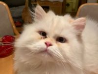 Zwei Perser Jungkater nur zusammen