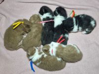 ❤ BKH Kitten, mit Stammbaum.❤