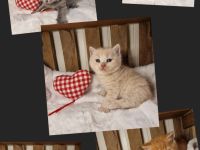 ❤ BKH Kitten, Wurfankündigung  Stammbaum.❤