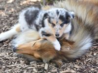 Collie Welpen in tricolour oder blue-merle aus VDH Zucht