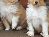 Collie-Langhaar Welpen aus Liebhaberzucht