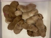 Labrador Welpen Foxred / Blond mit Ahnentafel