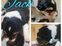 Traumhafte Australien Shepherd Border Welpen, Berlin