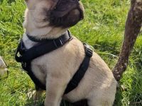 Französische Retro Bulldogen