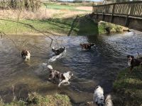 Hundepension, Hundebetreuung, Hundetagesstätte, Hundesitter