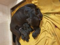 Labrador-Welpen vom Warteberg