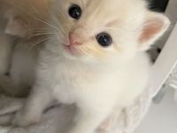 Wunderschöne Ragdollkitten mit Stammbaum in Point, Mink und Solid