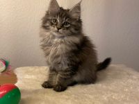 Maine Coon Kitten