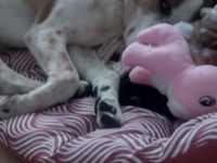 Anhänglicher Mischlingsrüde 6 Jahre alt