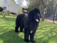 Neufundländer Deckrüde