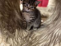 Reinrassige BKH Kitten