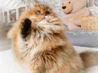 BLH/ BKH Gold Deckkater Stammbaum