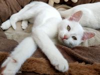 🐈‍⬛ Liebes Kätzchen sucht neues Zuhause 🐈