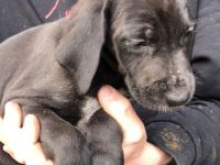 Liebevolle Doggenmix Welpen suchen ab sofort Zuhause